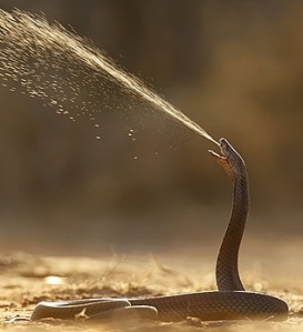 Mozambique-Spitting-Cobra