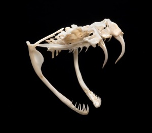 Rattle Snake Skull, Poison Exhibit