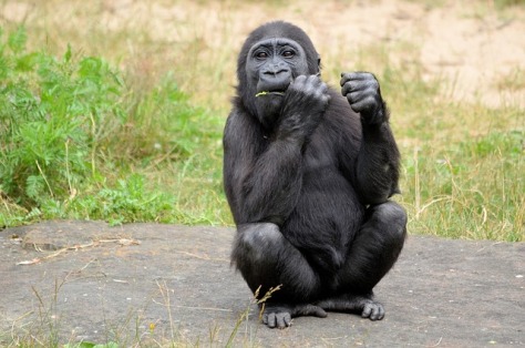 Goril·la menjant (Gorilla sp.) on s'aprecien algunes de les característiques descrites. (Foto: pixabay.com)