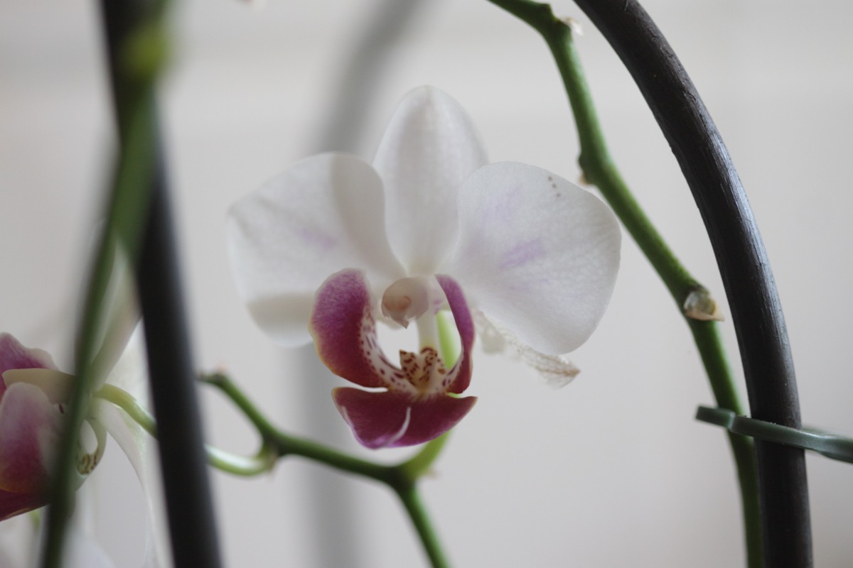 Orquídeas: colores y formas diferentes para todos los gustos | All you need  is Biology