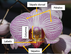 Partes orquídea