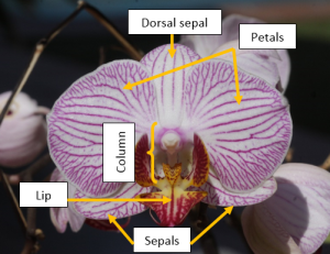 parts orchid