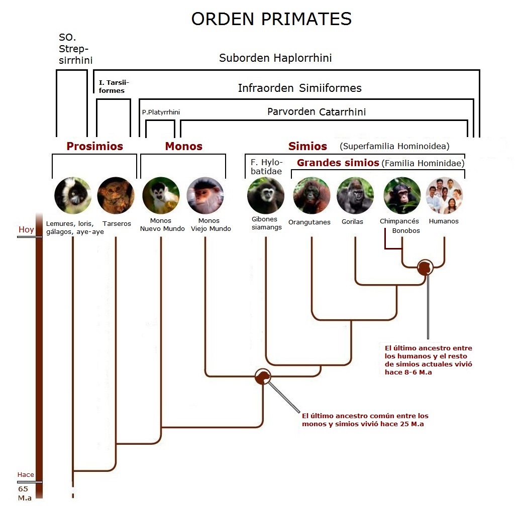 Resultado de imagen de primates clasificación