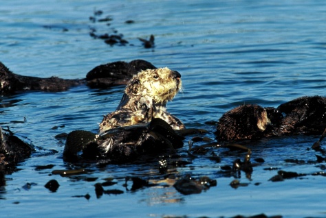 Els mamífers marins es veuen efectats per la contaminació per petroli (Foto de Channel Island)