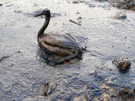 Només una quarta part de les aus marines contaminades arriben a terra, la resta moren (Foto de Marine Photobank, Creative Commons).