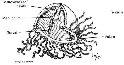 General morphology of an Hydrozoan's jellyfish (Picture obtained from Systematic Biology).