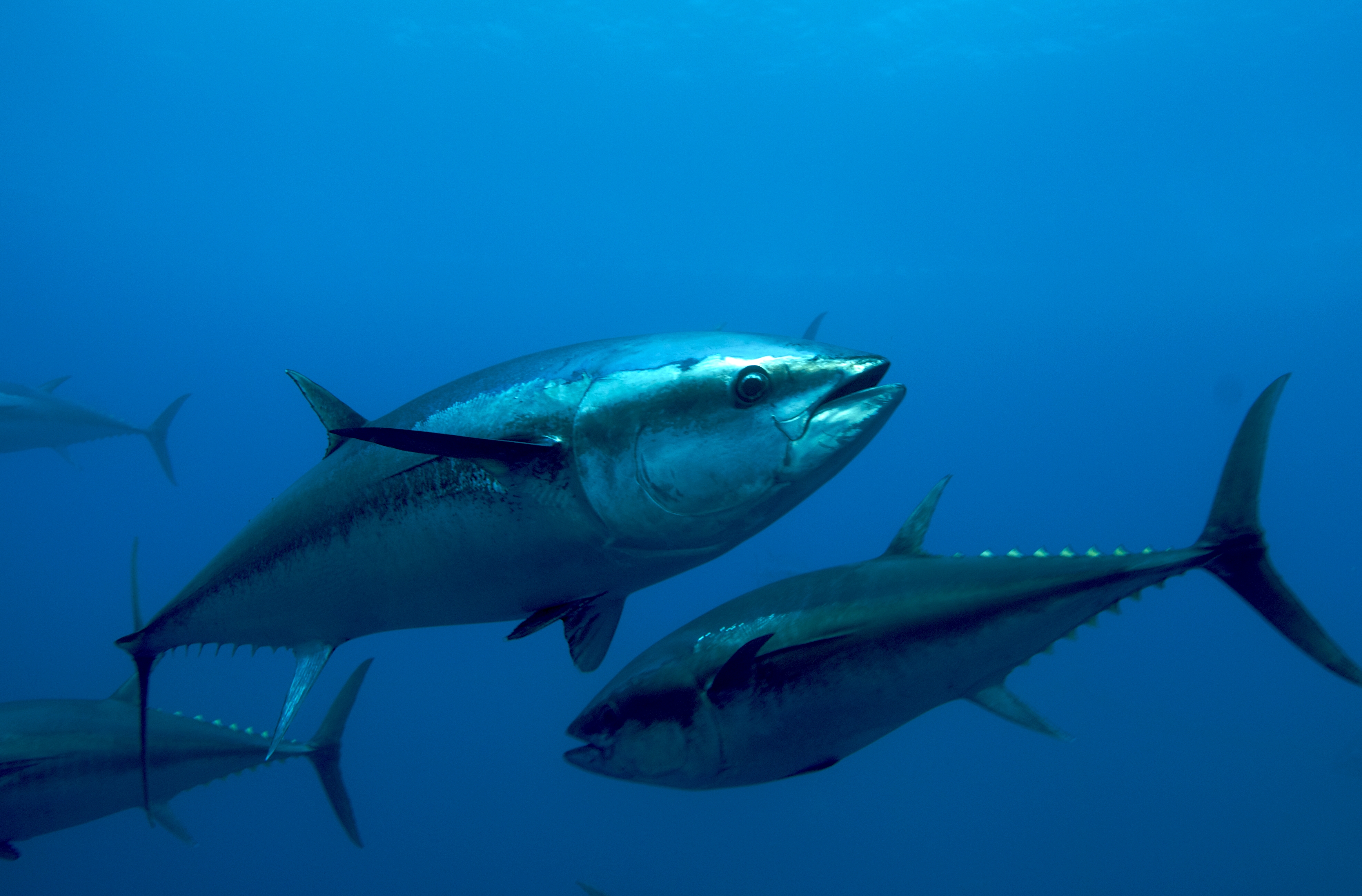 Рыбы условия жизни. Тунец рыба. Тихоокеанский голубой тунец. Тунец Блюфин рыба. Длиннопёрый тунец.