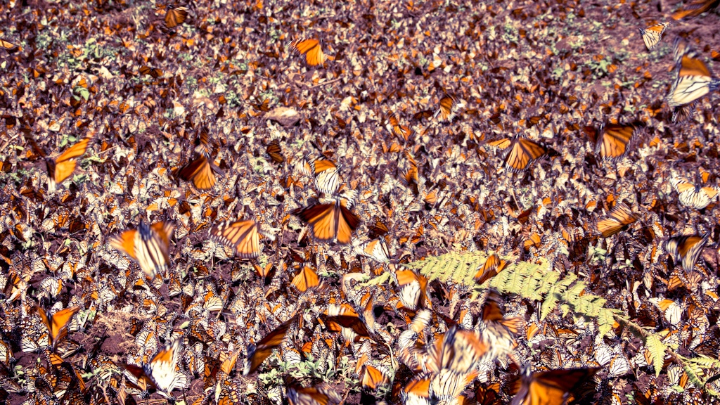 Monarch Butterfly Biosphere Reserve