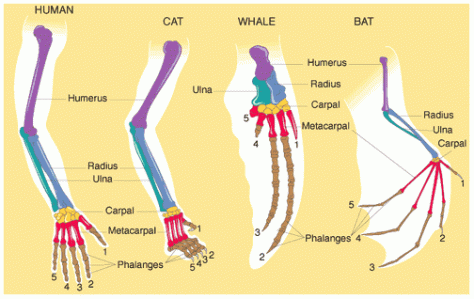Homologous organs in humans, cats, whales and bats