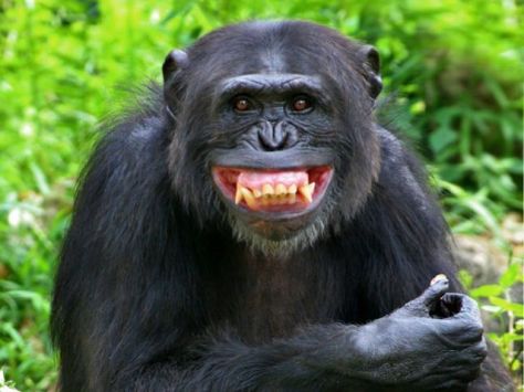 chimpancé riendo, chimpancé miedo, asustado, estres