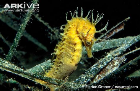 Cavallet de mar (Hippocampus guttulatus) (Foto: Florian Graner, Arkive).