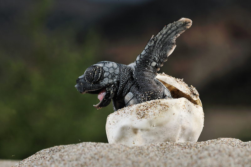 Resultado de imagen de tortugues petites a la arena del mar