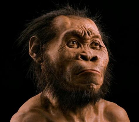 Reconstrucción facial de Homo naledi por John Gurche. Foto de Mark Thiessen.