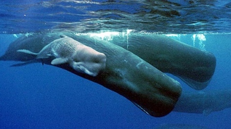 Dialects have been described in sperm whales (Physeter macrocephalus) (Picture: CBC News).
