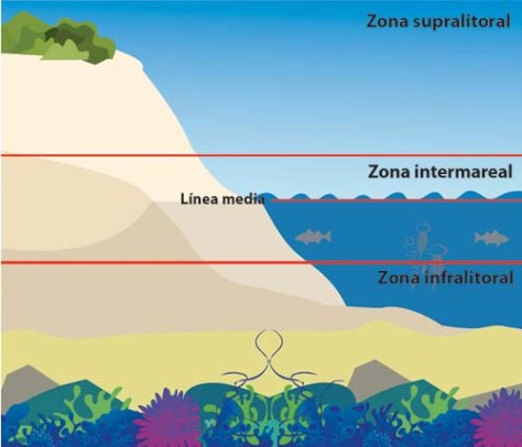 Zonación de la zona intermareal (Foto: Diccionario Medio Ambiente).