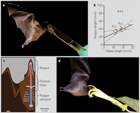  tube-lipped nectar bat, bat, bat 