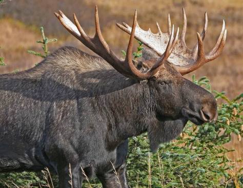 Moose (Alces americanus) transfer aquatic-derived N to terrestrial systems.