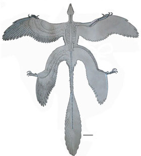 Microraptor4