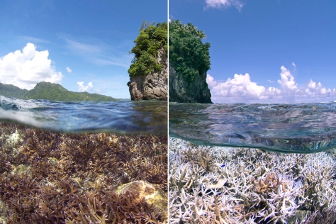 Bleaching in American Samoa. The first picture (before) was taken in December 2014 and the second (after) in February 2015 (Picture: XL Catlin Seaview Survey).