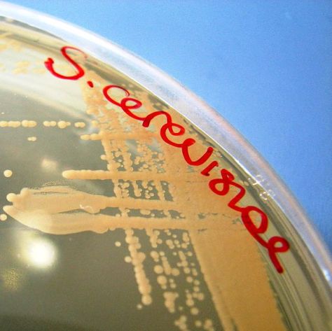 Placa de cultiu amb el llevat Saccharomyces cerevisae (Font: Wikimedia Comons)