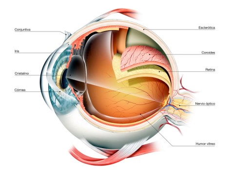 Partes del ojo humano. Imagen del Dr. Soler. 