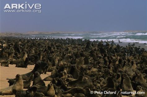 Cape-fur-seal-colony