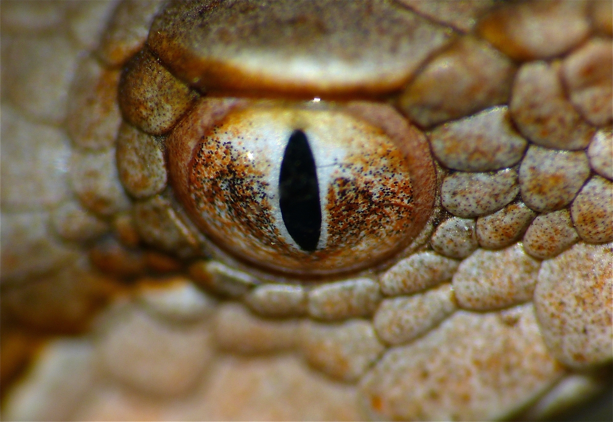 El desde los ojos de una serpiente | All you need is Biology