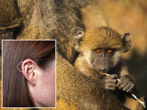 Komparació entre la oreja de un macaco y la nuestra. Fuente