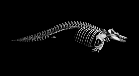 Esqueleto de orca en el que se observan vestigios de las extremidades traseras. Foto: Patrick Gries