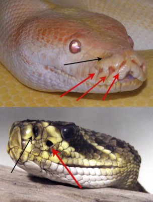 The_Pit_Organs_of_Two_Different_Snakes