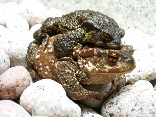 Bufo_bufo_couple_during_migration(2005)