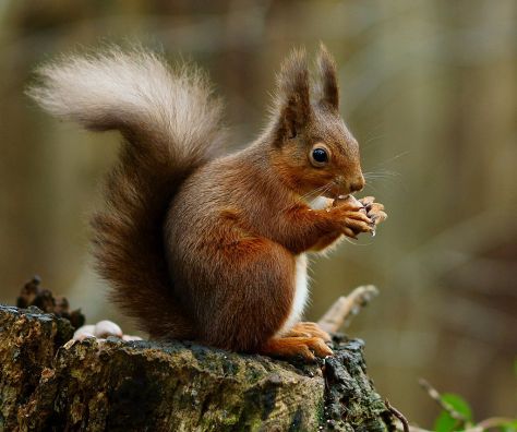 Common squirrel (sciurus vulgaris). Photo: Peter Trimming