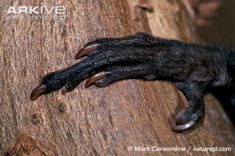  Detail of lmano del Aye-aye, with the thin third finger and the long fourth finger. Photo by Mark Carwardine 