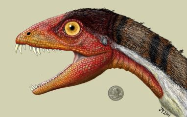Daemonosaurus-face-min