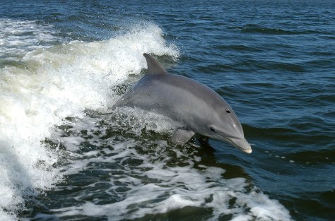 delfin mular tursiops truncatus comunicacion cetaceos