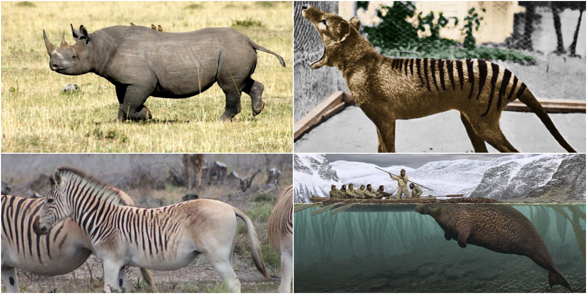 The most recent extinct mammals because of humans | All you need is Biology